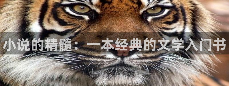 sf轻小说公司：小说的精髓：一本经典的文学入门书